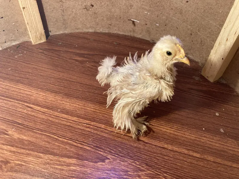 Fancy & Aseel Chicks for Sale — photo 7