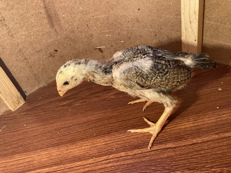 Fancy & Aseel Chicks for Sale — photo 8