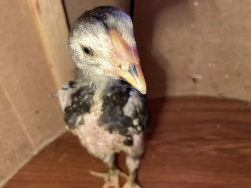 Fancy & Aseel Chicks for Sale — photo 9