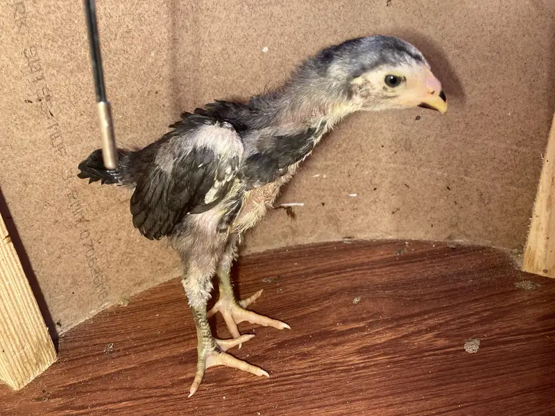 Fancy & Aseel Chicks for Sale — photo 10