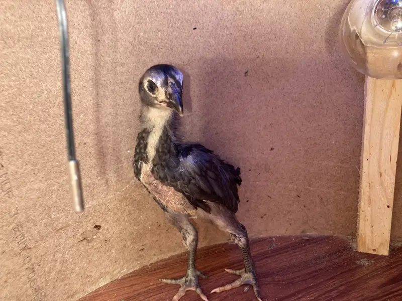 Fancy & Aseel Chicks for Sale — photo 11