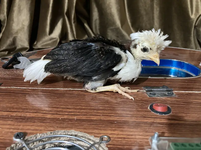 Fancy & Aseel Chicks for Sale — photo 12