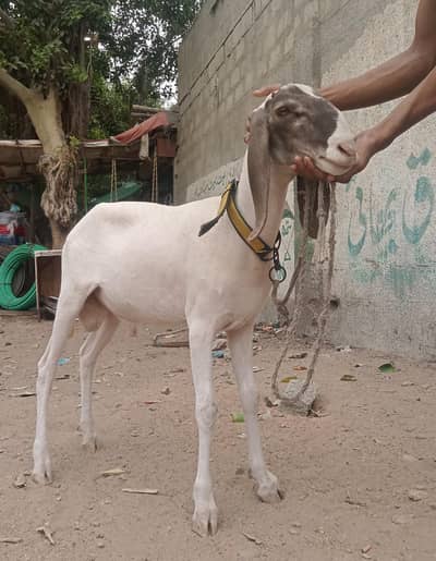Male sheep