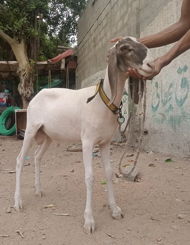 Male sheep
