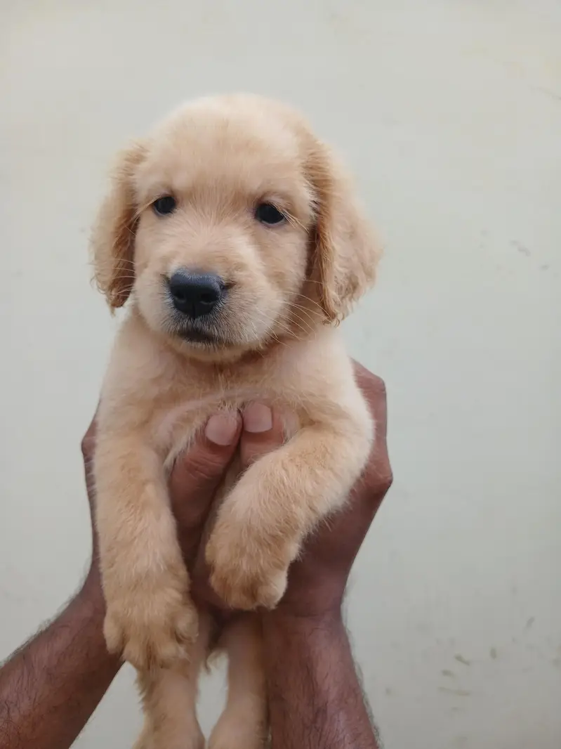 Golden Retriever puppy