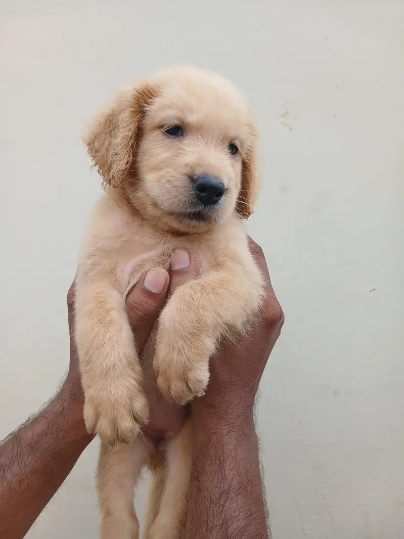 Golden Retriever puppy — photo 2