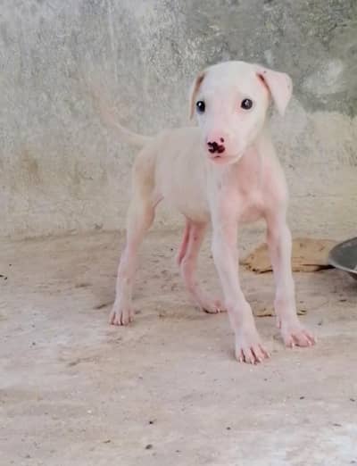 kohati gultair male puppy