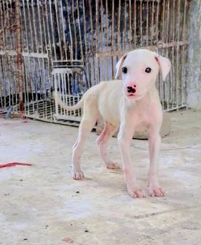 gultair puppy male