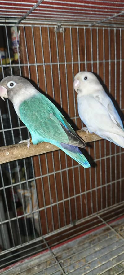 love birds for sale 2 pair