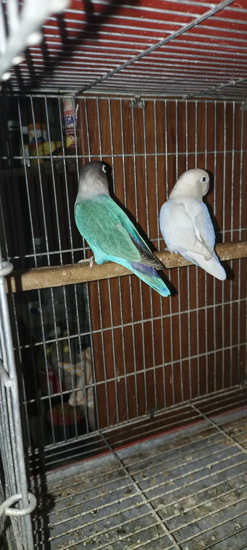 love birds for sale — photo 2