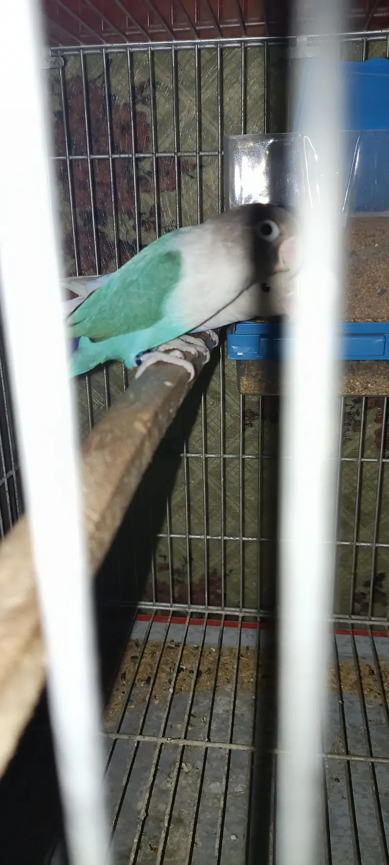 love birds for sale — photo 3