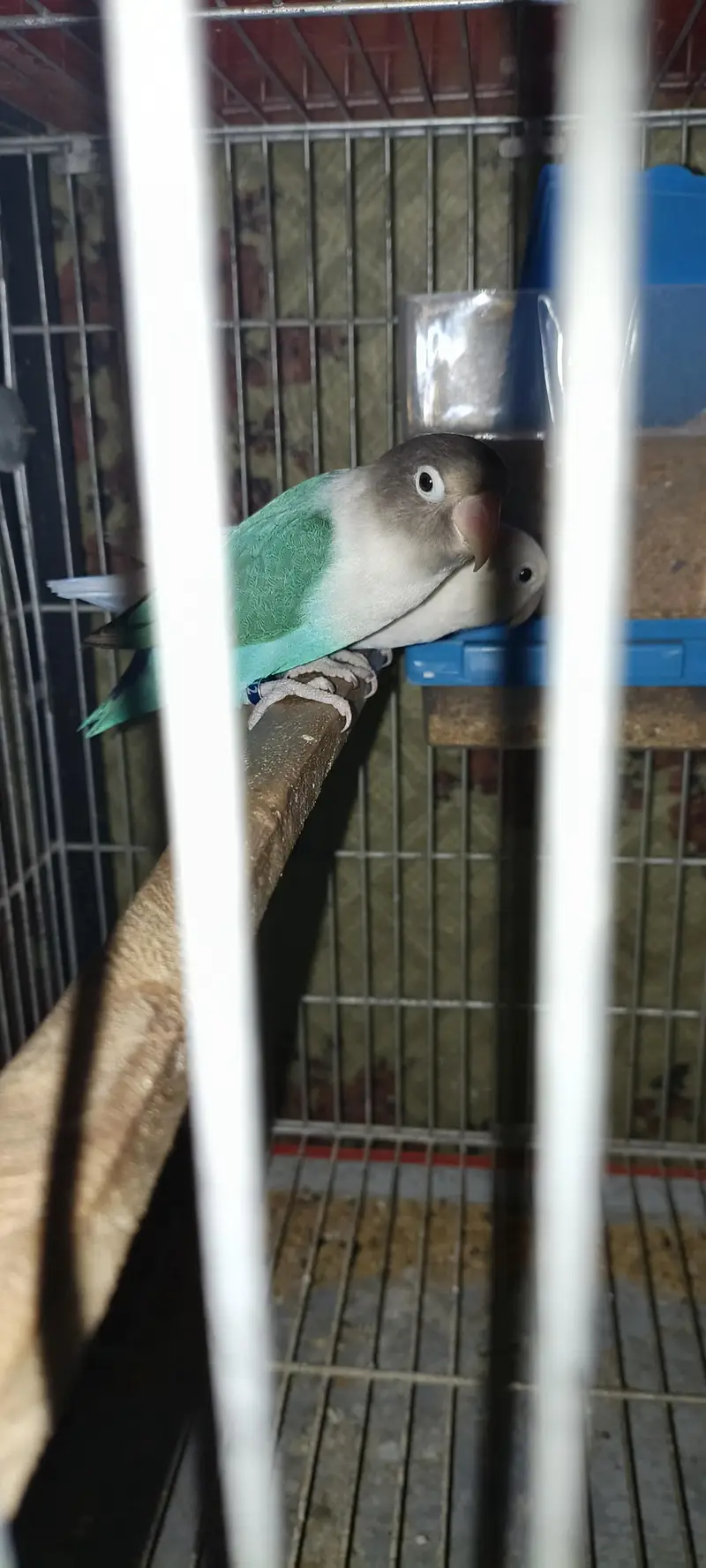 love birds for sale — photo 4