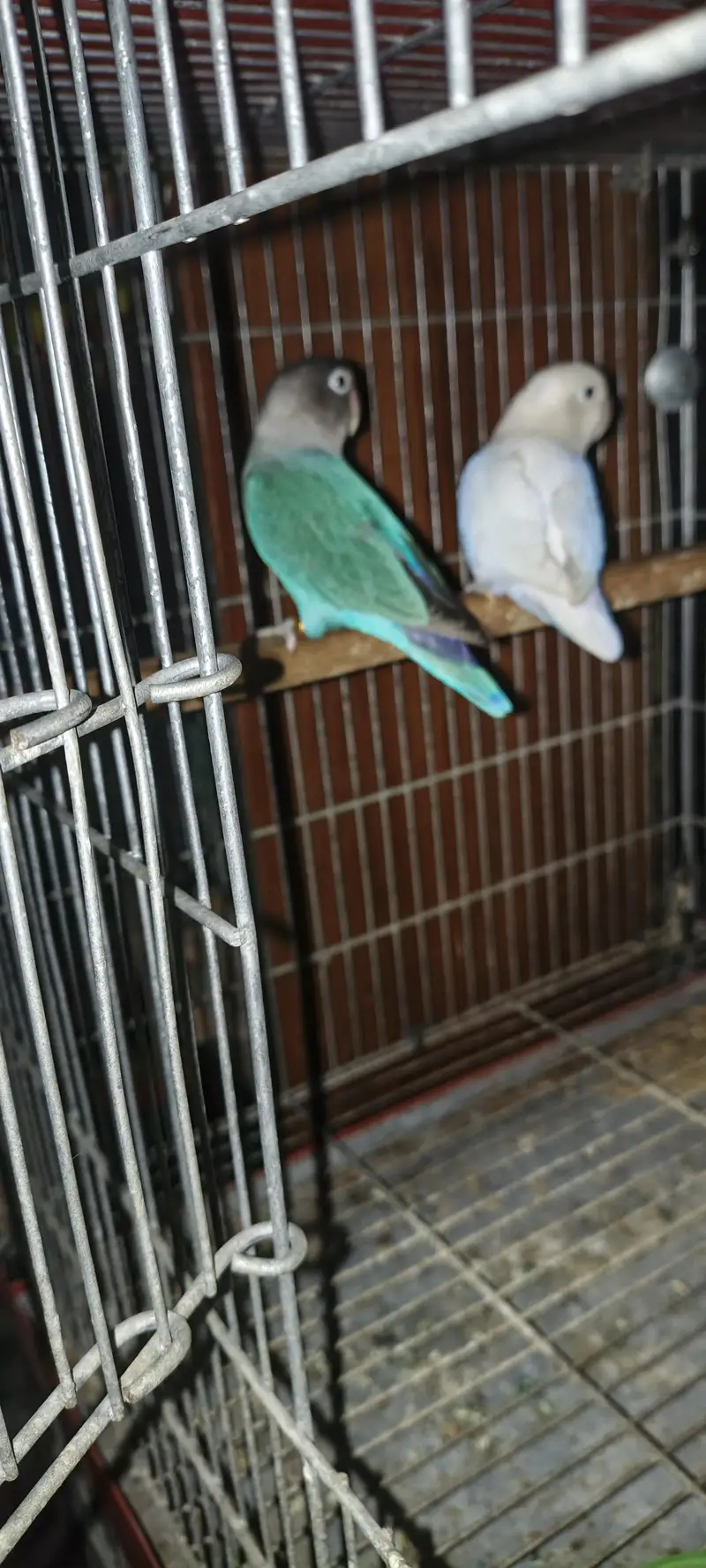 love birds for sale — photo 5