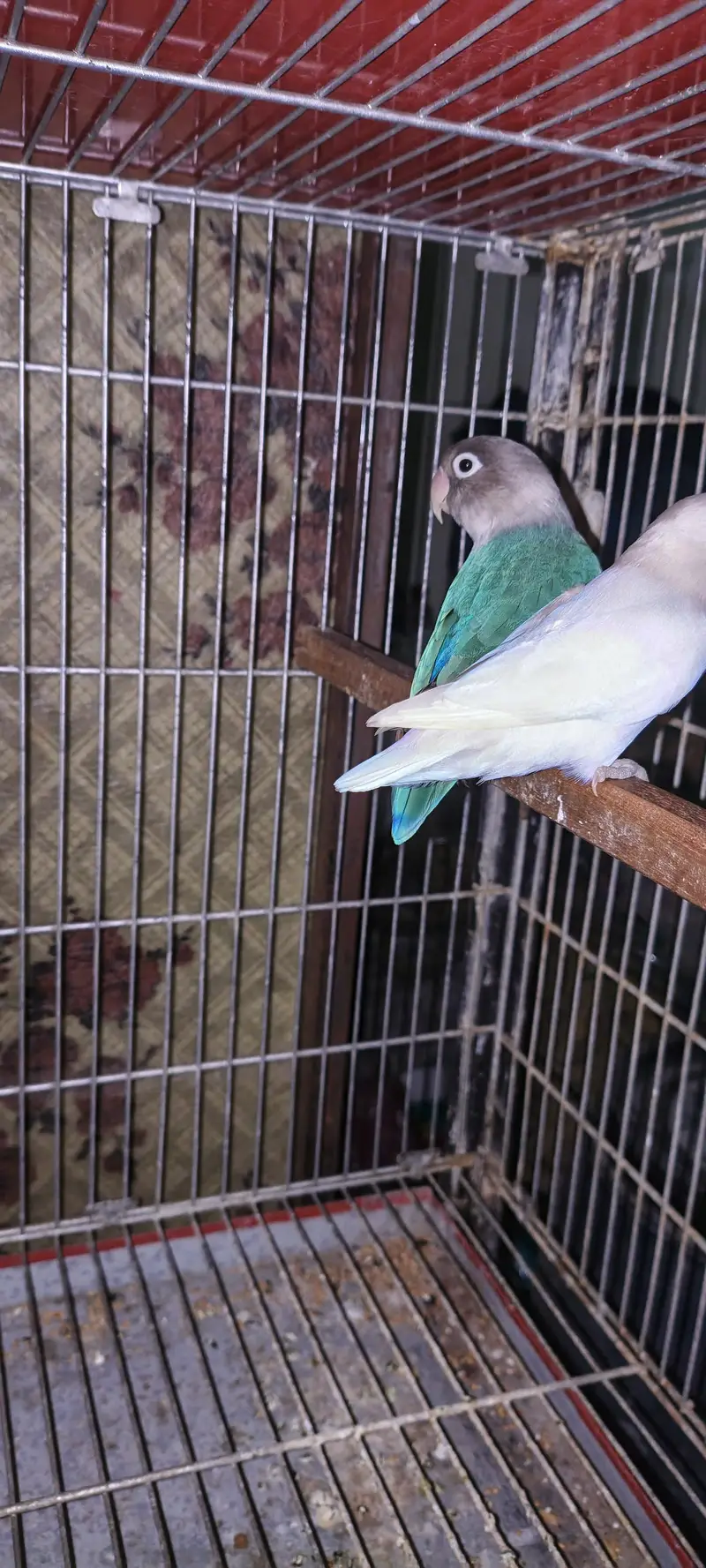 love birds for sale — photo 6