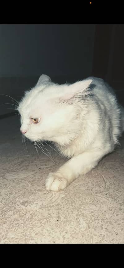 Persian cat