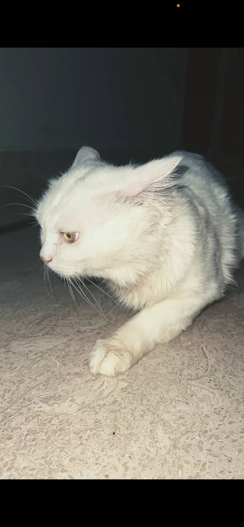 Persian cat 0