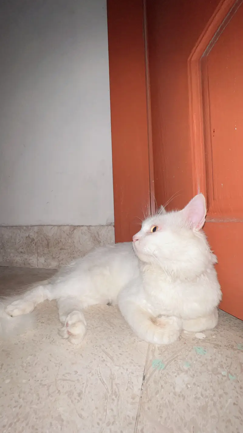 Persian cat — photo 2
