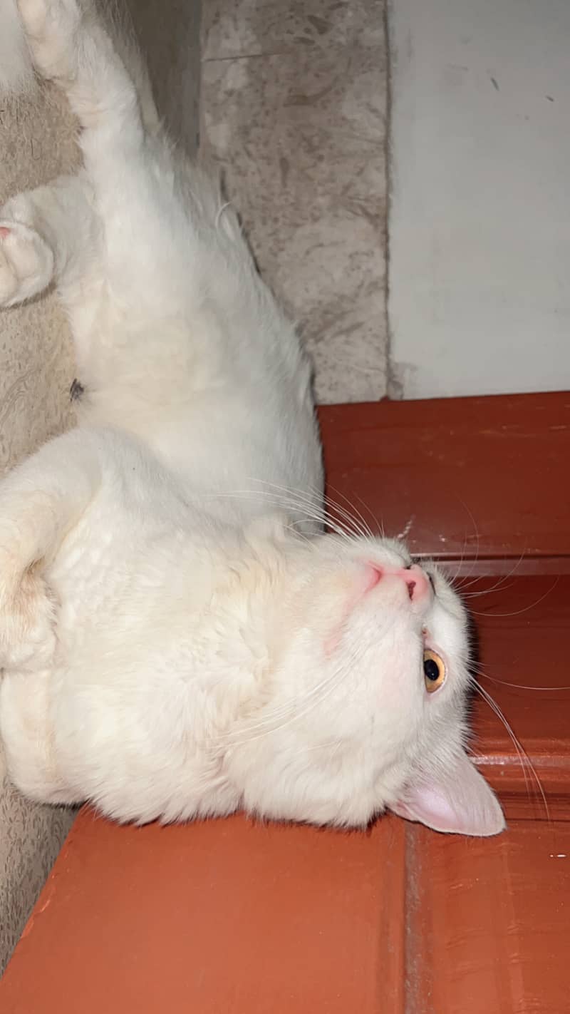 Persian cat 2