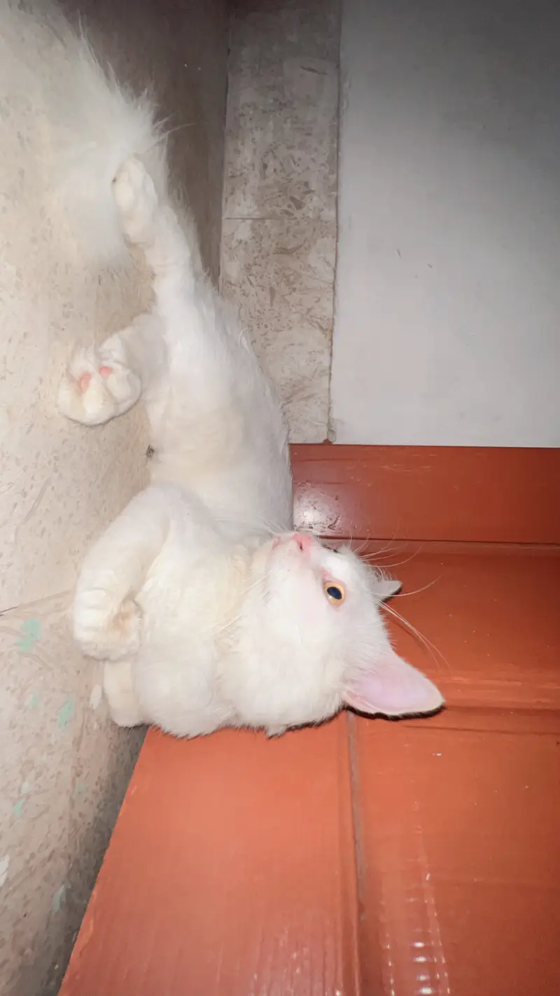 Persian cat — photo 4
