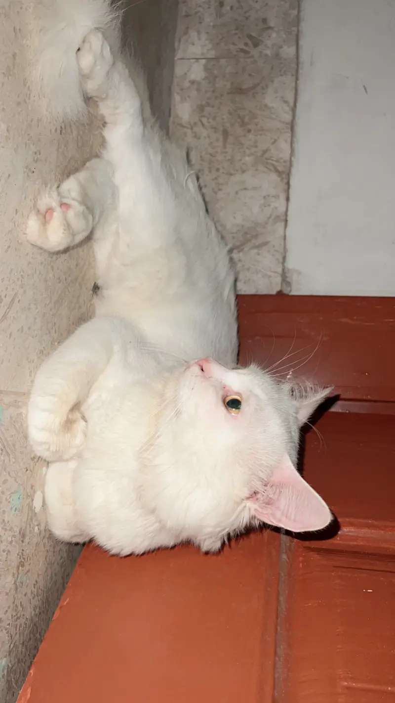 Persian cat — photo 5