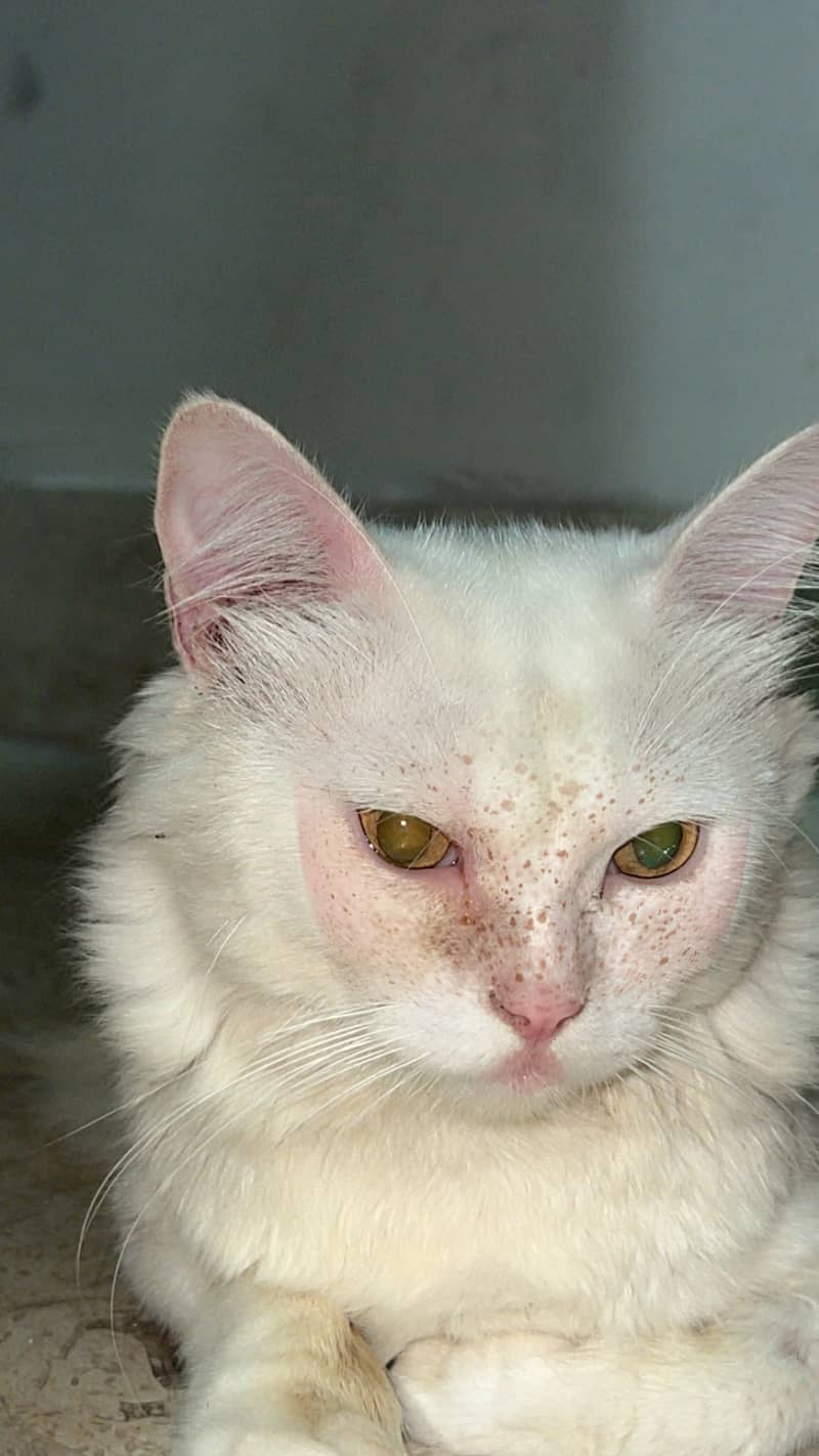 Persian cat 5