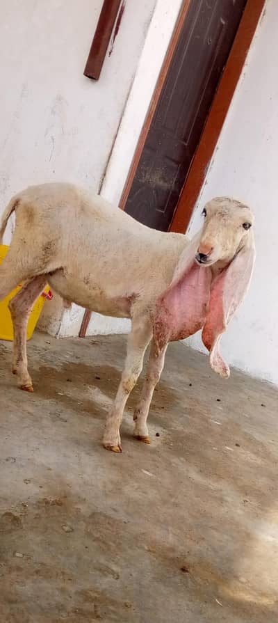 Sargodha kajla kaka male