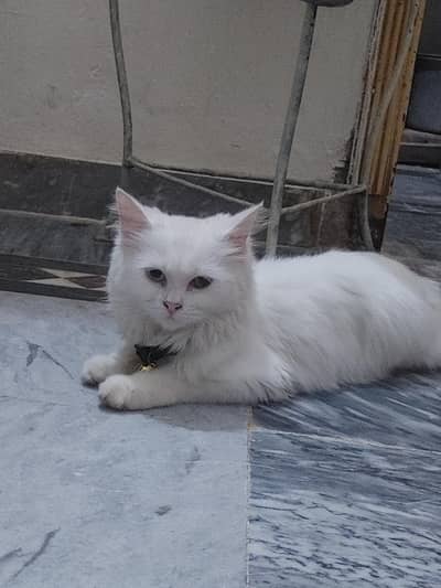 sale 2 cats