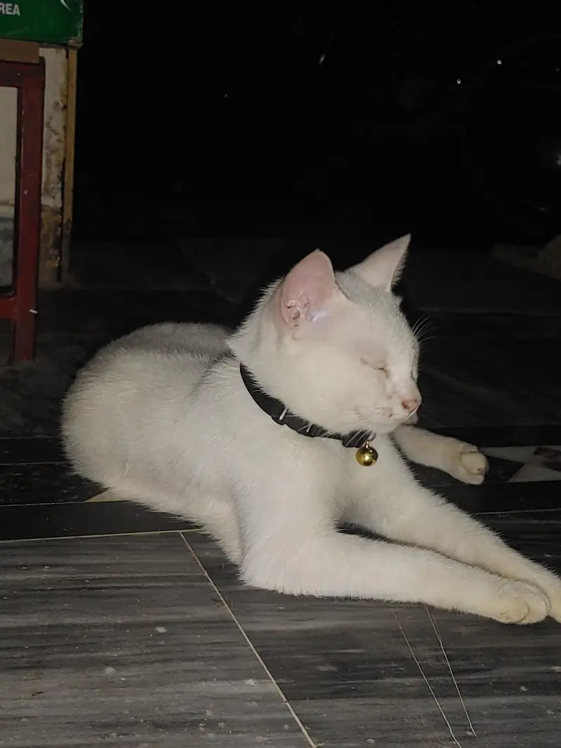 sale 2 cats — photo 2