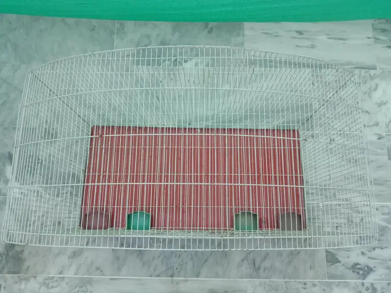 Cages for Birds — photo 2