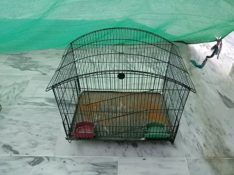 Cages for Birds — photo 10