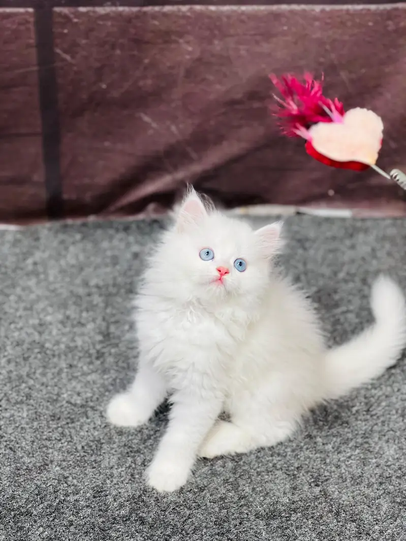 cash on delivery available Persian Punch face triple coat cat Kitten — photo 2