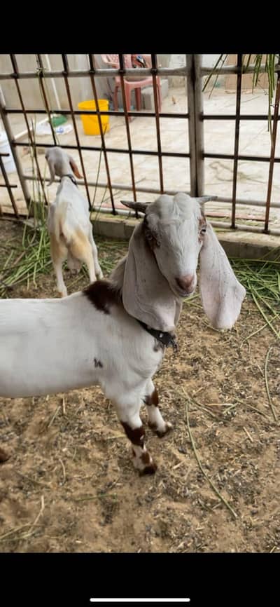 gulabi tapra bakra khassi