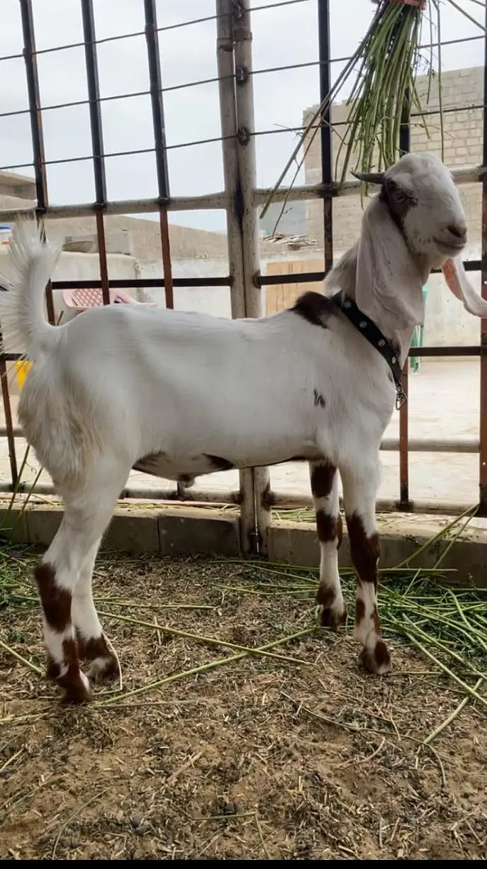 gulabi tapra bakra khassi — photo 2