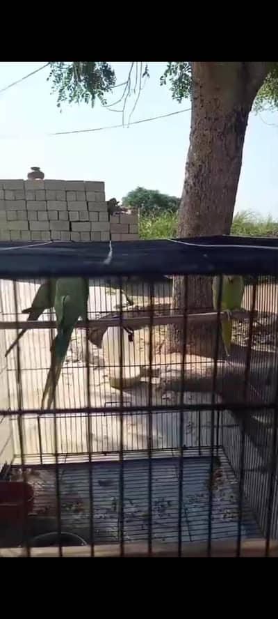 khata pair ha