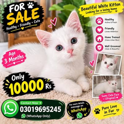 Beautiful kitty
