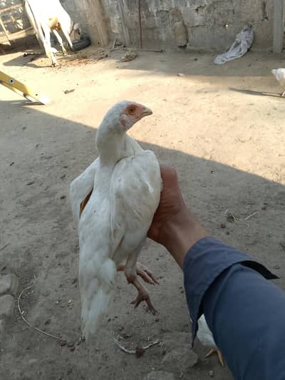 Parrt Beak check hai jis bhai ko Kya hai 03140538140