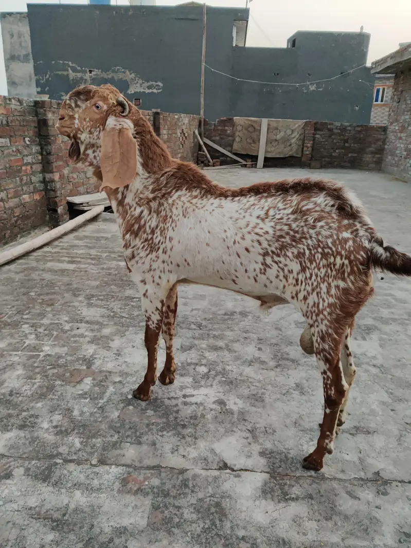 makhe cheene — photo 2