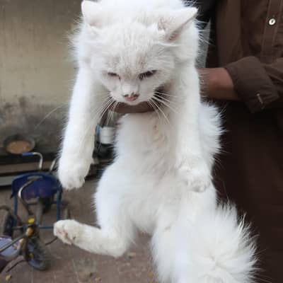 Persian cat for sale