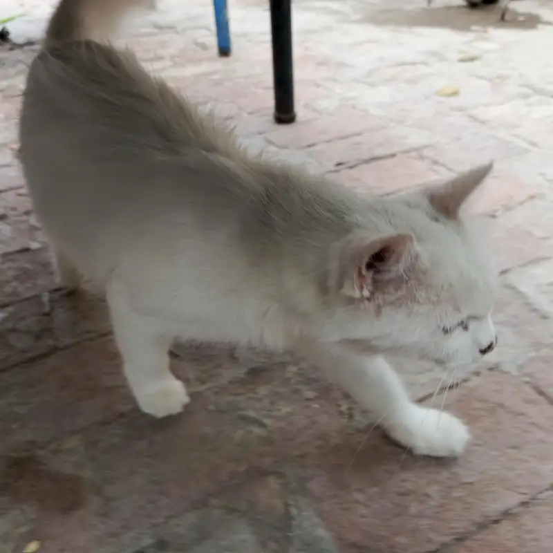 Persian cat for sale — photo 2