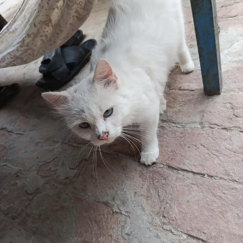 Persian cat for sale — photo 3