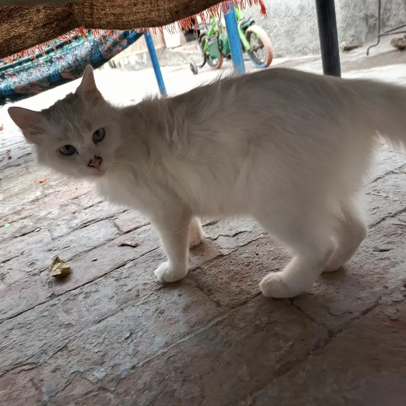 Persian cat for sale — photo 4