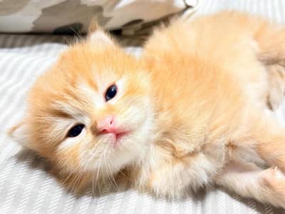 Orange Persian Kittens for Sale 