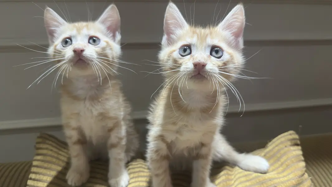 Orange Persian Kittens for Sale  — photo 2