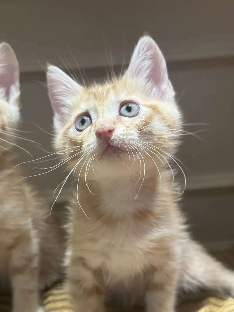 Orange Persian Kittens for Sale  — photo 3