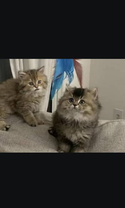 parsian punch face quality kitten tripple coated