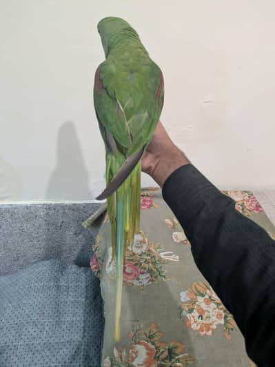 Raw parrot hand tame