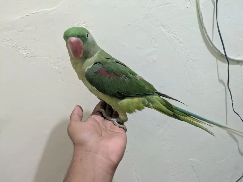 Raw parrot hand tame — photo 2