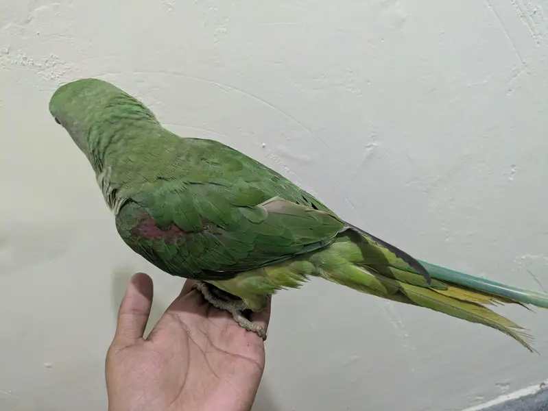Raw parrot hand tame — photo 3