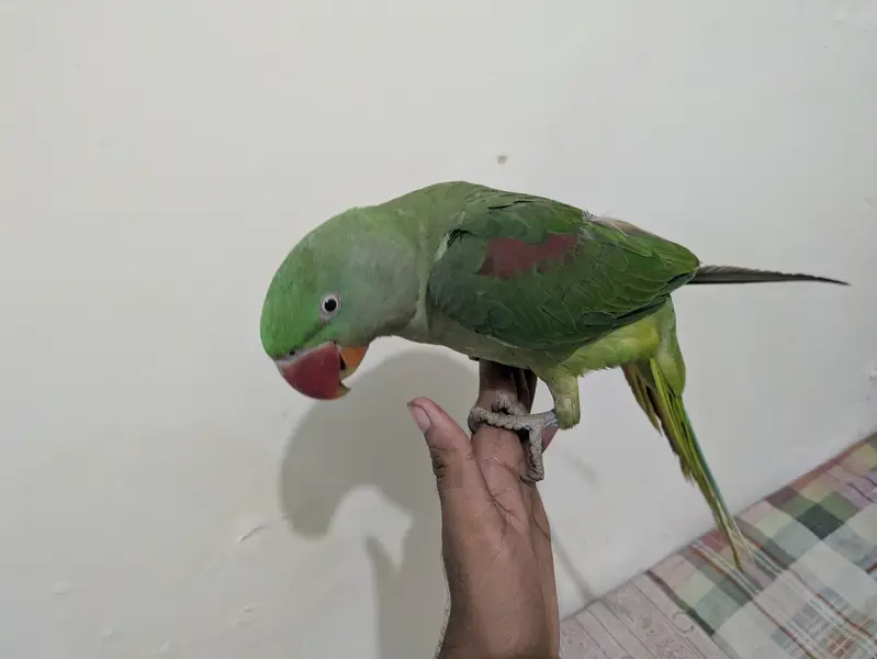 Raw parrot hand tame — photo 4