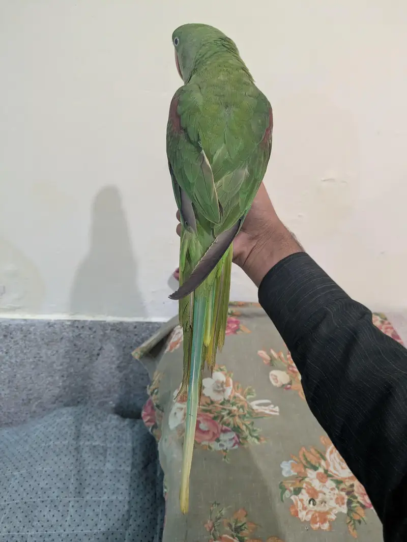 Raw parrot hand tame — photo 5